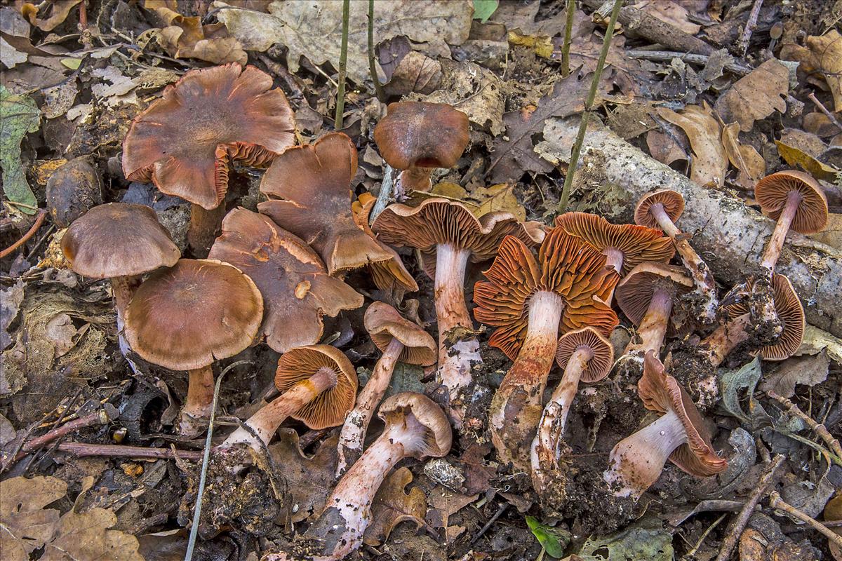 Cortinarius danicus (door Nico Dam)