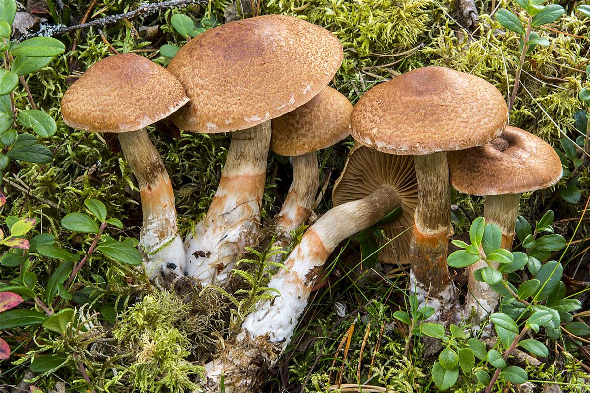 Cortinarius armillatus (door Nico Dam)