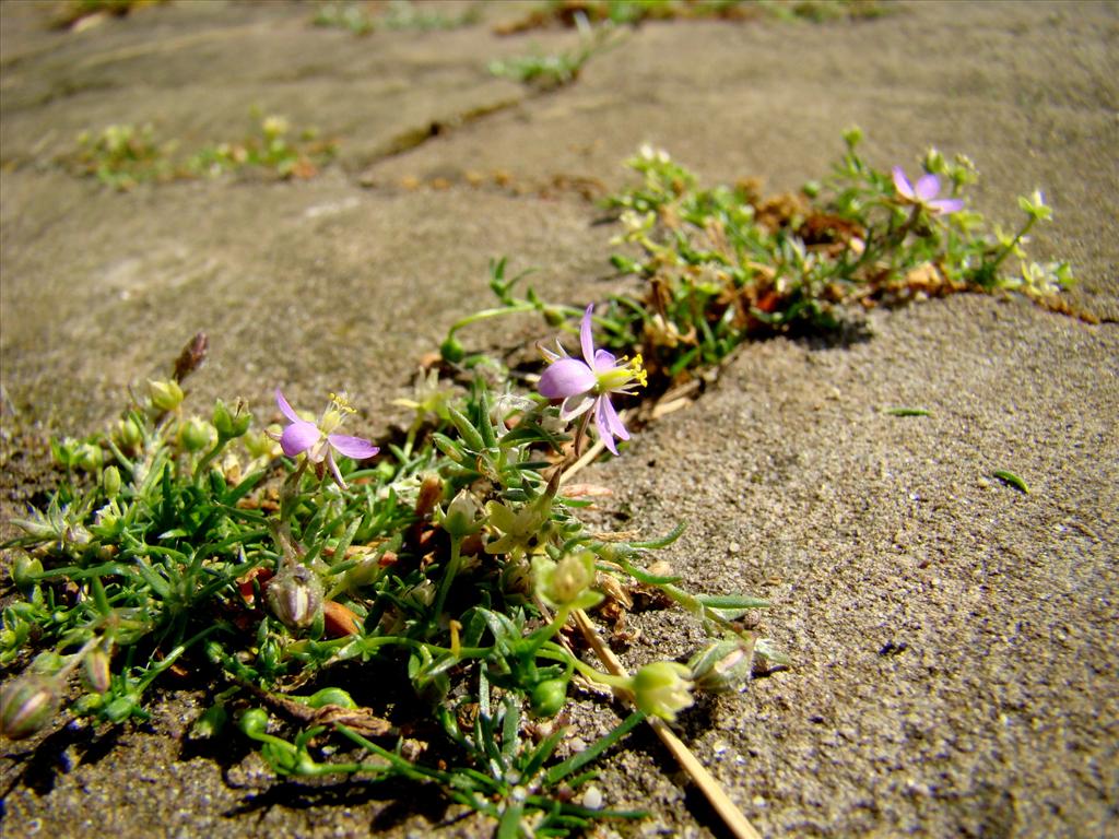 Spergularia rubra (door Joop Verburg)