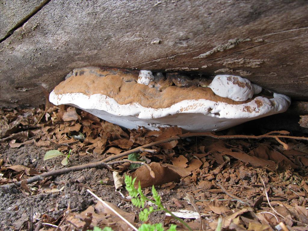 Ganoderma adspersum (door J.L.J. Wolfs)