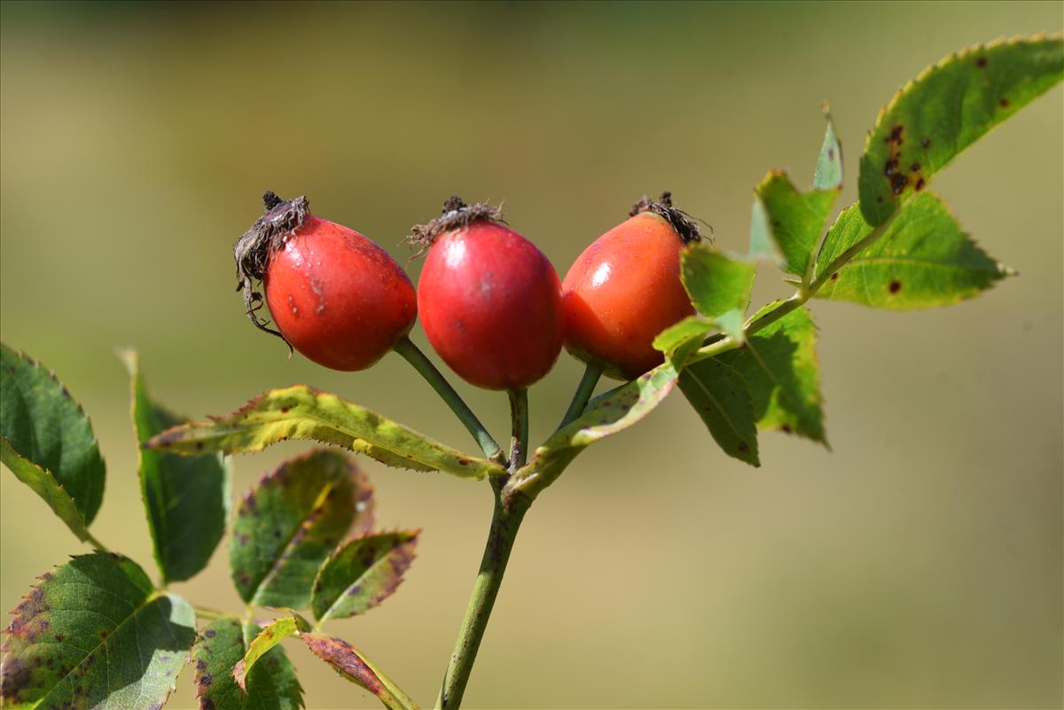 Rosa x insignis (door Jan Klinckenberg)