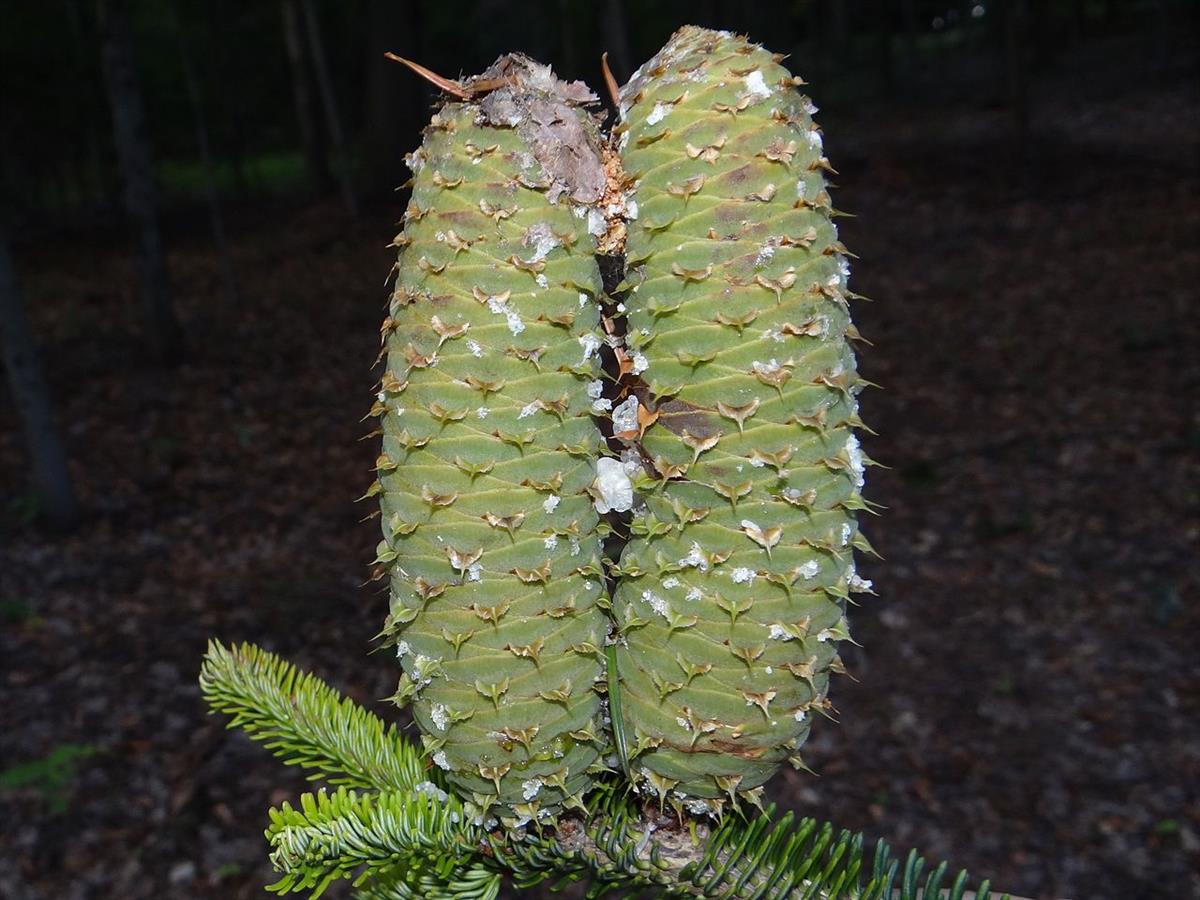 Abies alba (door Arie van den Bremer)