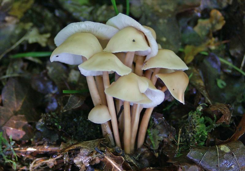 Gymnopus confluens (door Hannie Wijers)