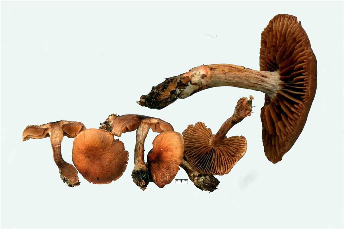 Cortinarius roseoarmillatus (door Jaap Wisman)