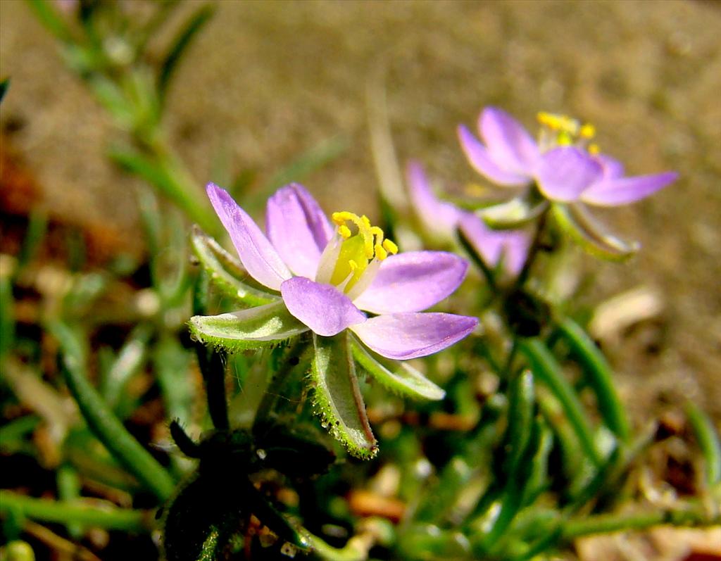 Spergularia rubra (door Joop Verburg)