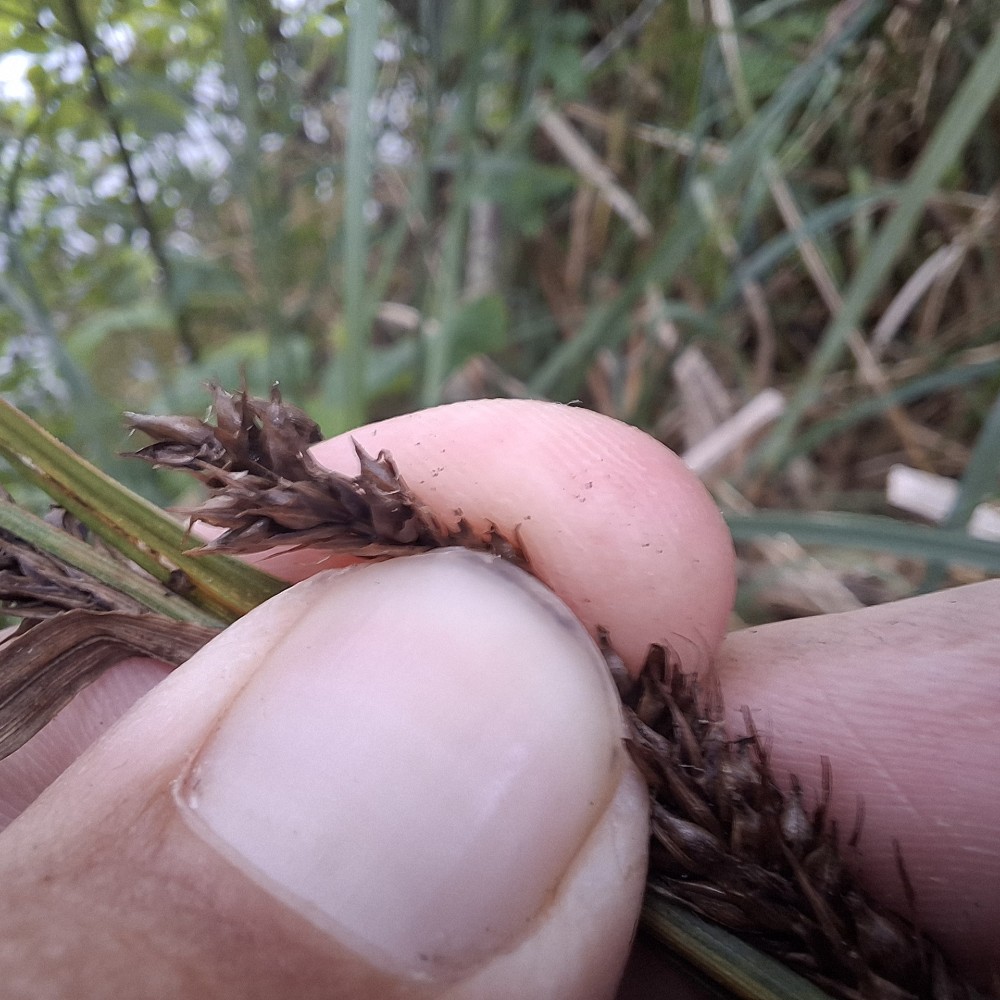 Carex x sooi (door Jaap Oosterom)