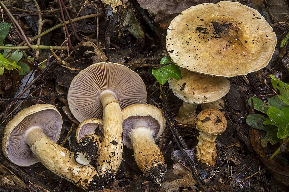 Cortinarius squameoradicans (door Nico Dam)