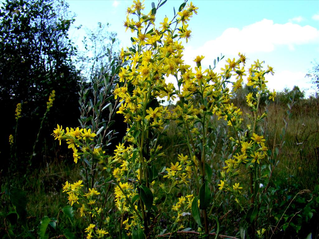 Solidago virgaurea (door Joop Verburg)