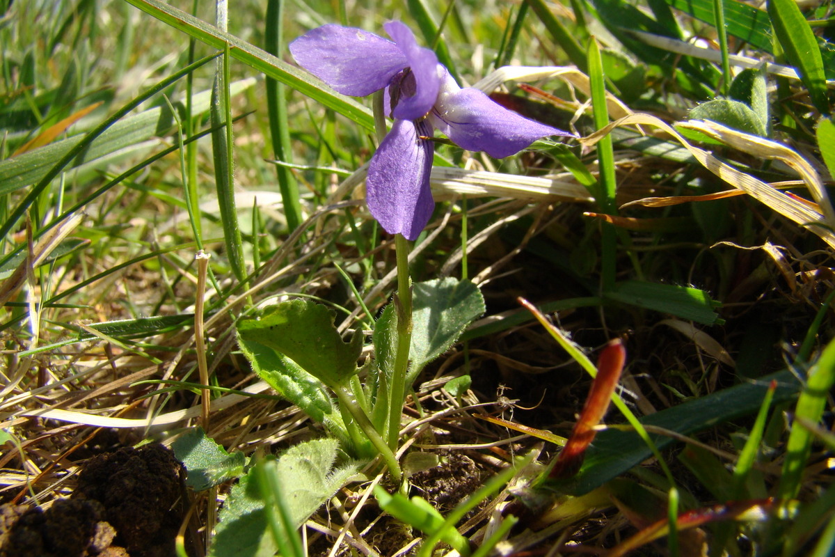 Viola hirta (door Joop Verburg)