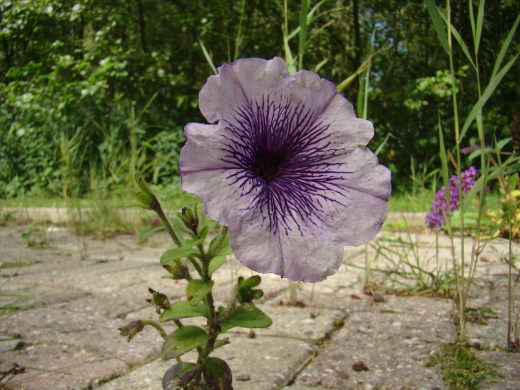 Petunia x punctata (door Joop Verburg)