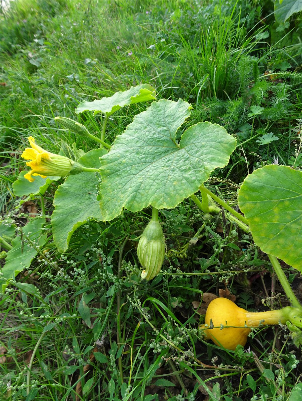 Cucurbita maxima (door Stef van Walsum)