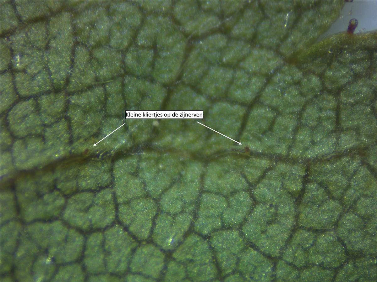 Rosa tomentella (door Jan Klinckenberg)