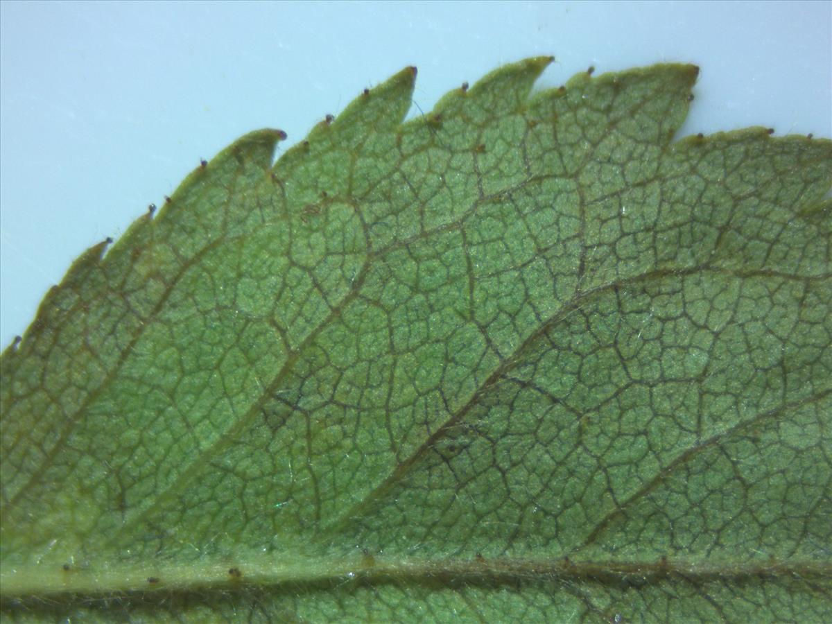 Rosa tomentella (door Jan Klinckenberg)