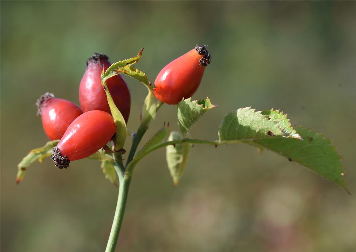 Rosa tomentella (door Jan Klinckenberg)