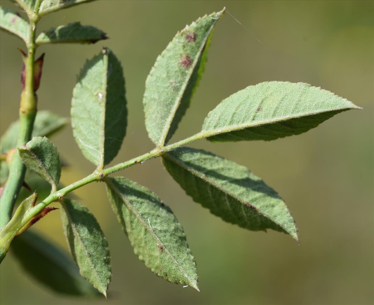 Rosa tomentella (door Jan Klinckenberg)