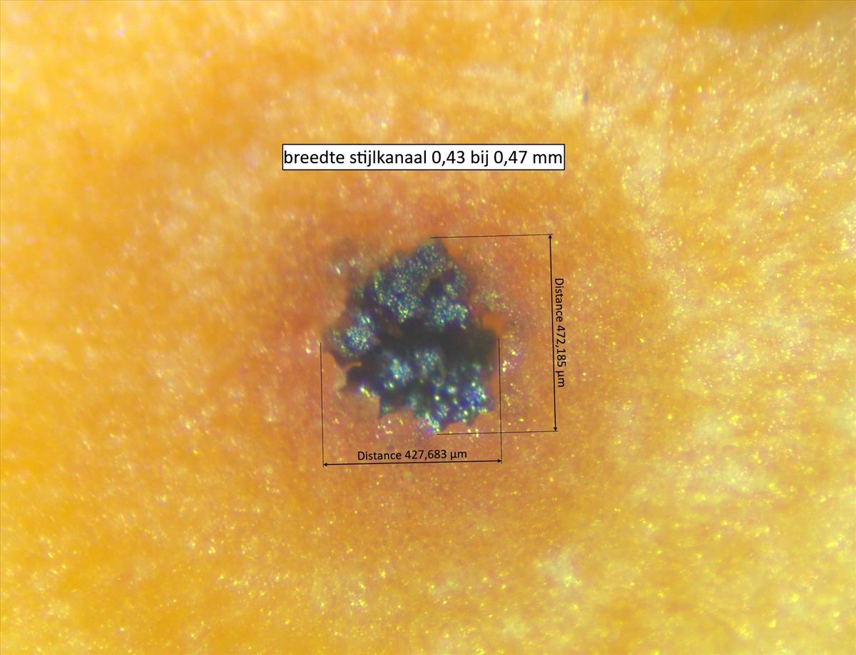 Rosa tomentella (door Jan Klinckenberg)