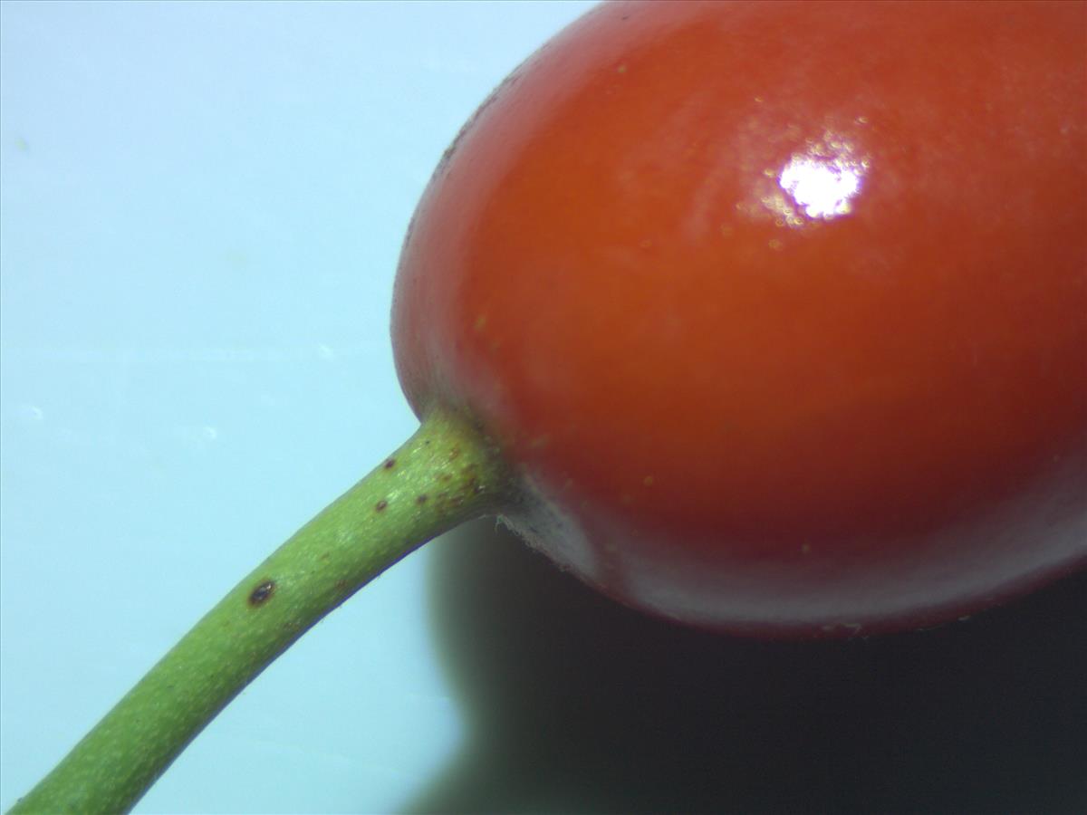 Rosa tomentella (door Jan Klinckenberg)