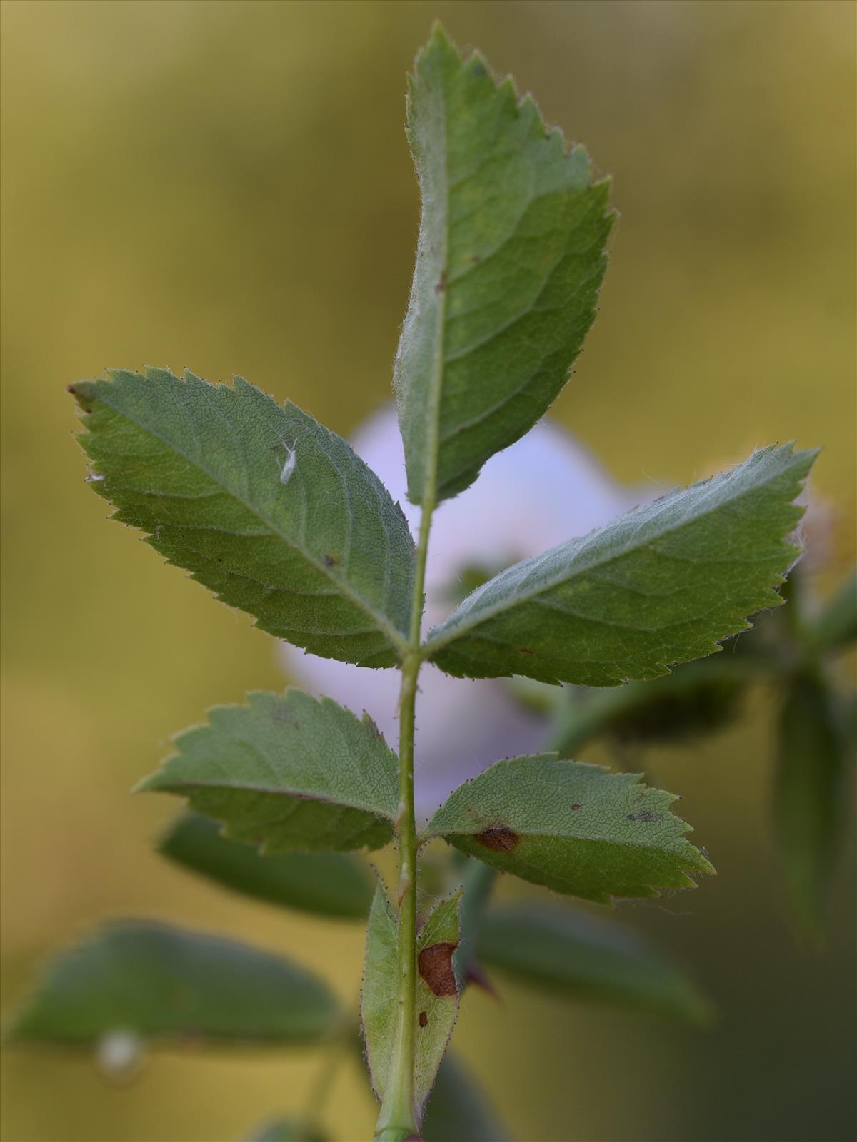 Rosa tomentella (door Jan Klinckenberg)