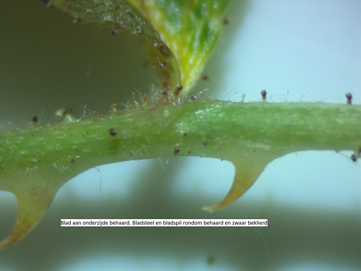 Rosa tomentella (door Jan Klinckenberg)