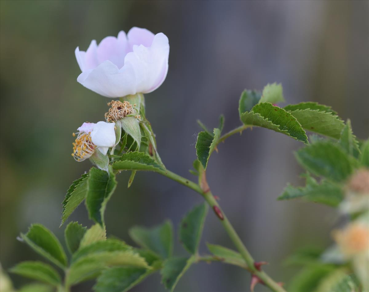 Rosa tomentella (door Jan Klinckenberg)