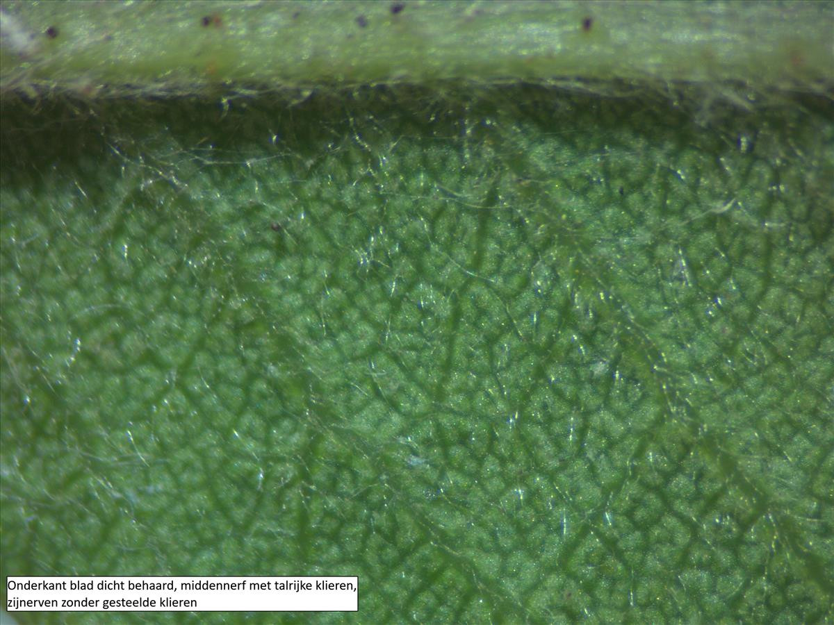 Rosa tomentella (door Jan Klinckenberg)