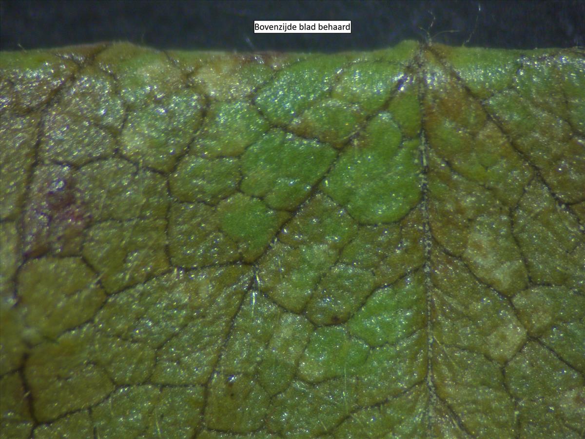 Rosa tomentella (door Jan Klinckenberg)