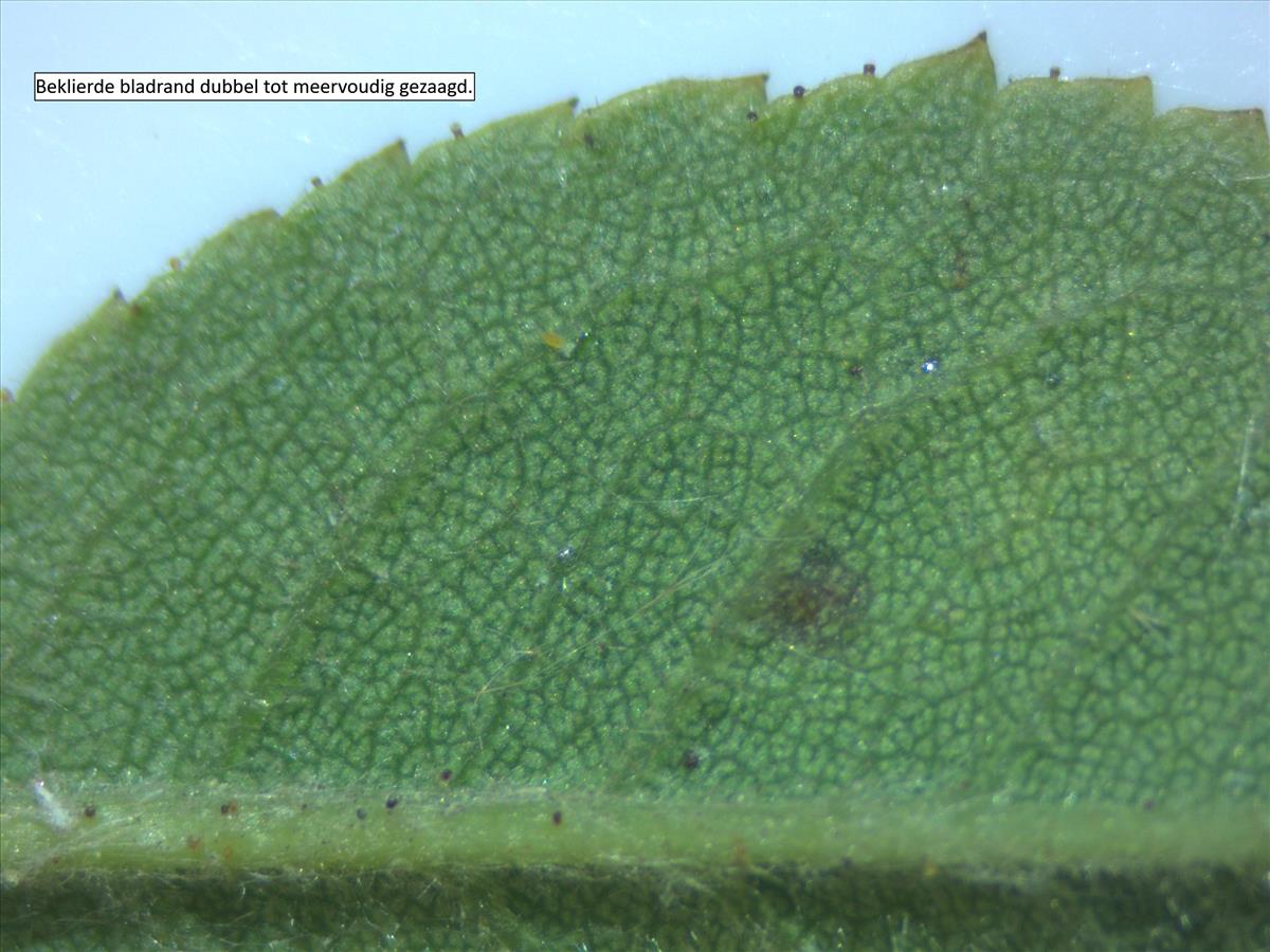 Rosa tomentella (door Jan Klinckenberg)