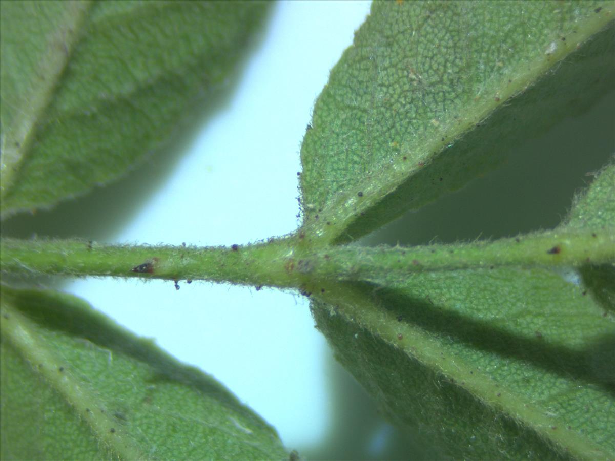 Rosa tomentella (door Jan Klinckenberg)