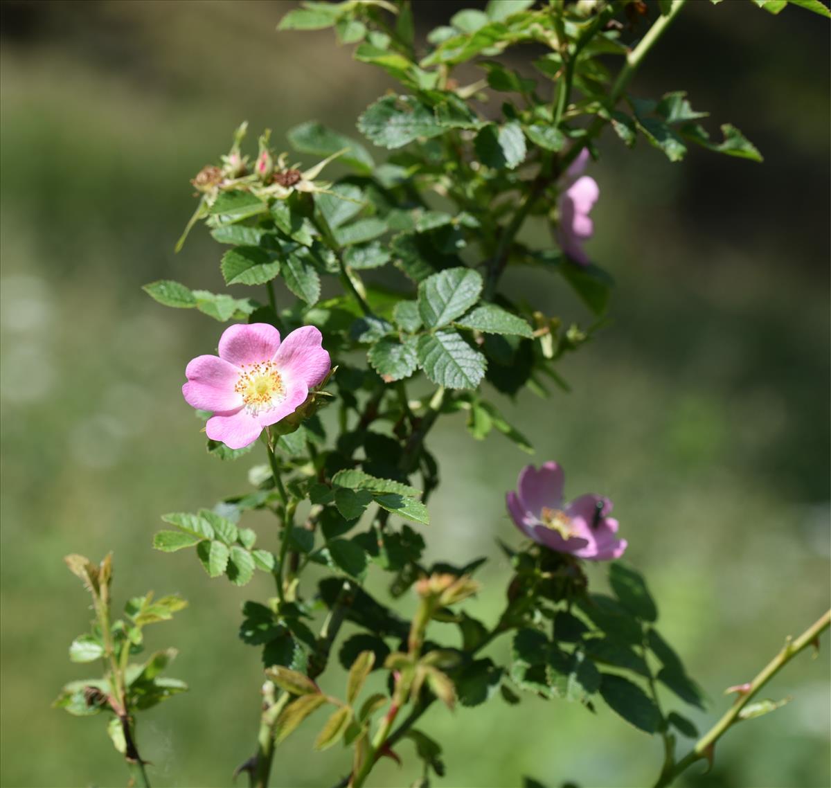 Rosa x gremlii (door Jan Klinckenberg)