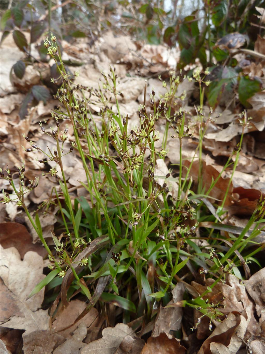 Luzula pilosa (door Marian Baars)