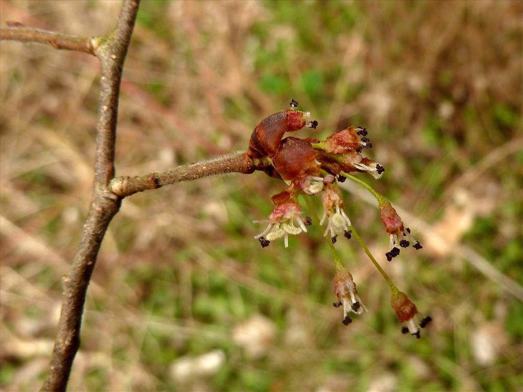 Ulmus laevis (door Marian Baars)