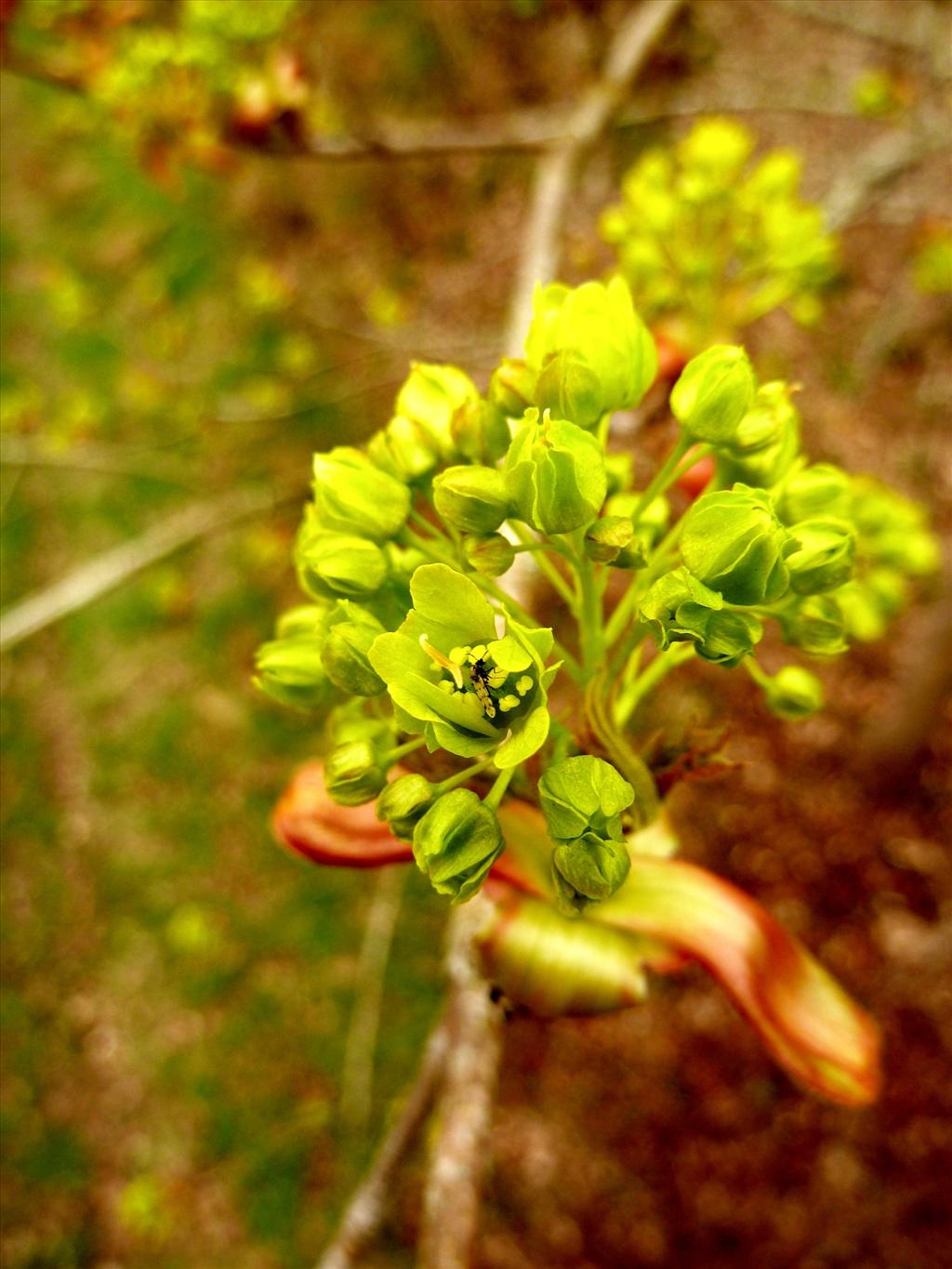 Acer platanoides (door Marian Baars)