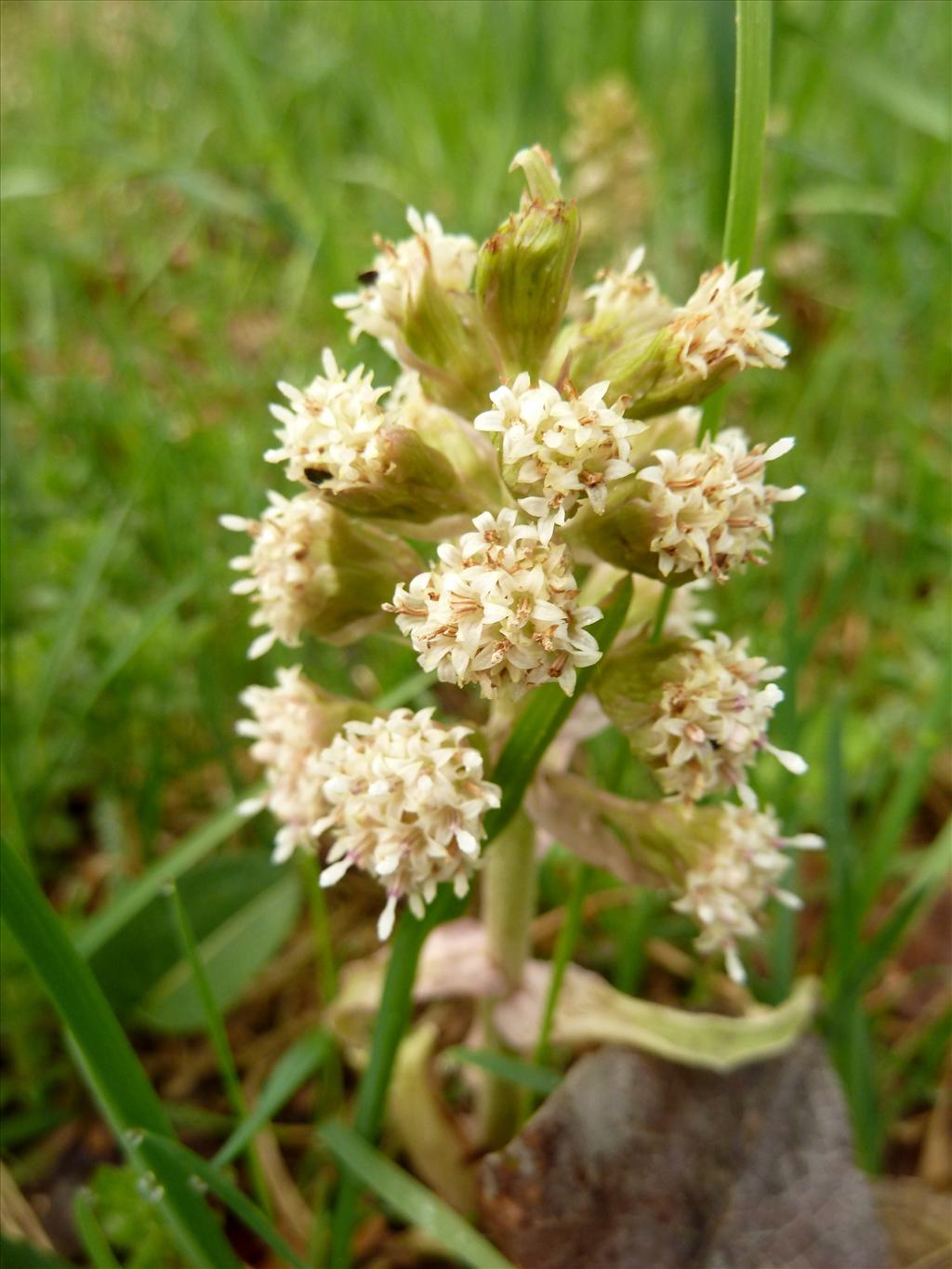 Petasites albus (door Marian Baars)