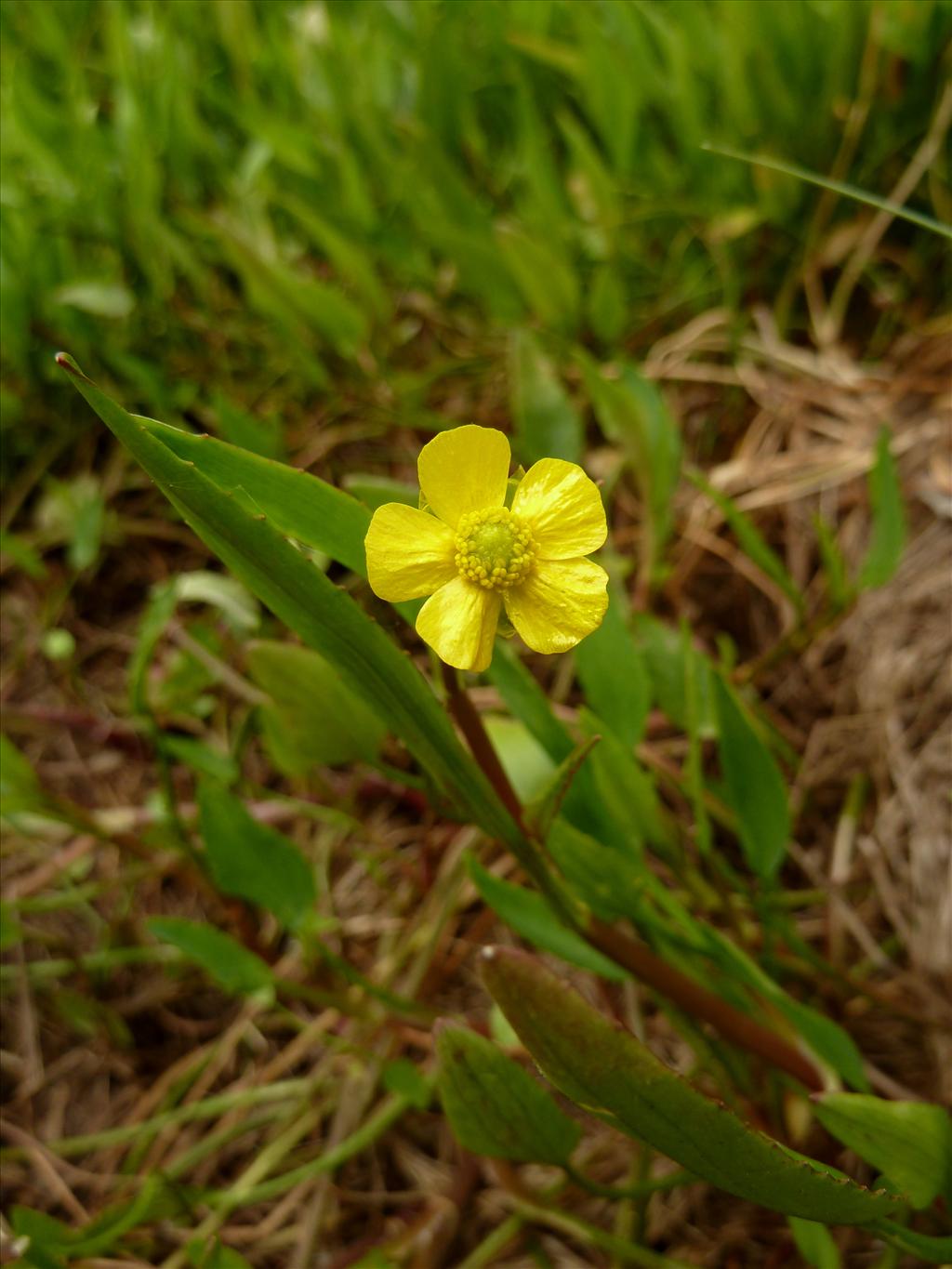 Ranunculus flammula (door Marian Baars)