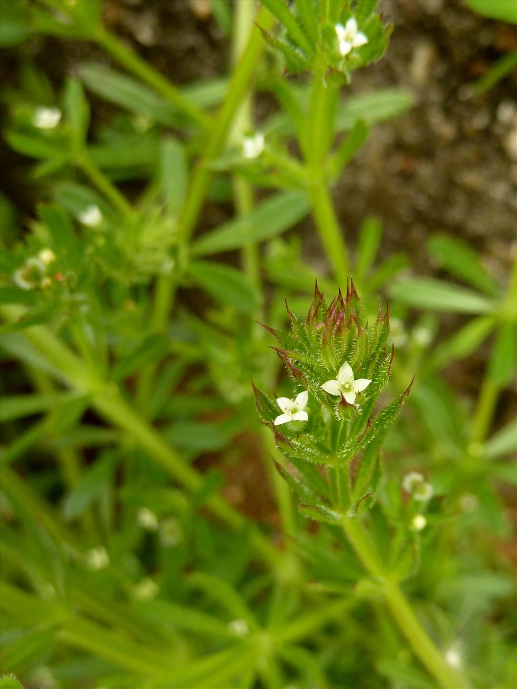 Galium aparine (door Marian Baars)