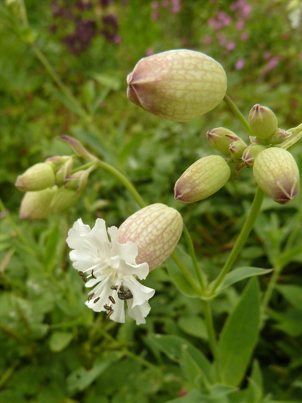 Silene vulgaris (door Marian Baars)