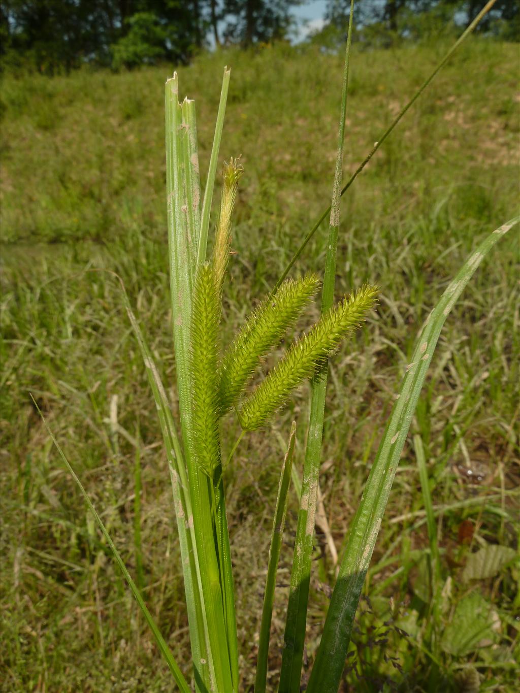 Carex pseudocyperus (door Marian Baars)