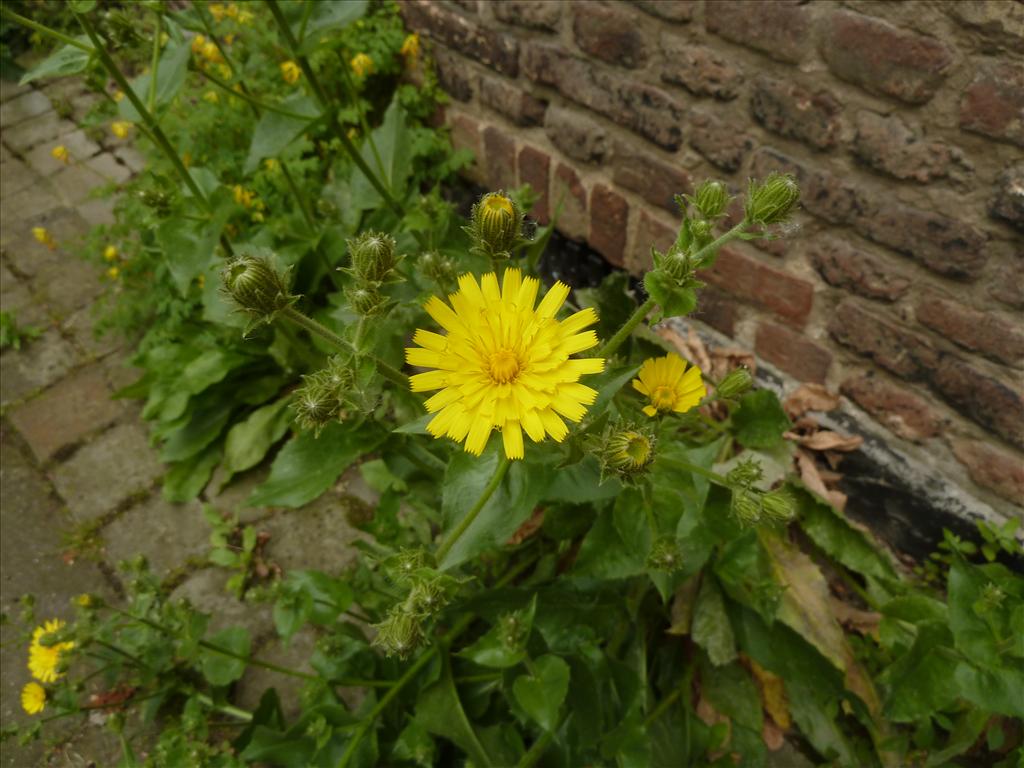 Hieracium sect. Amplexicaulia (door Marian Baars)