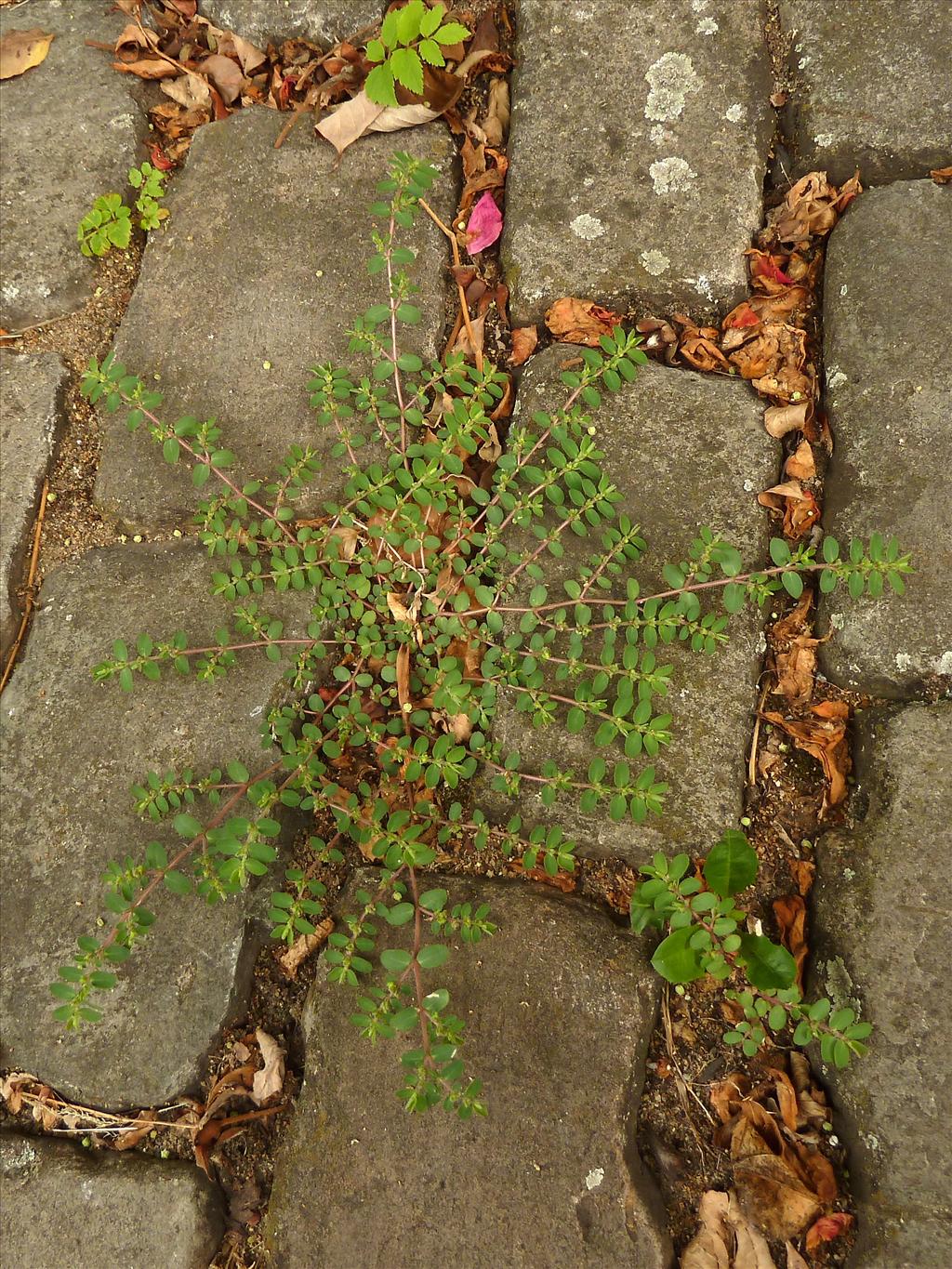 Euphorbia prostrata (door Marian Baars)