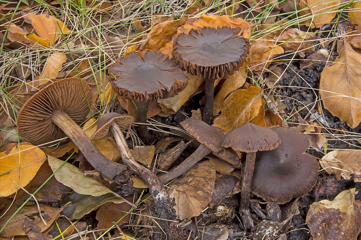 Cortinarius uraceonemoralis (door Nico Dam)