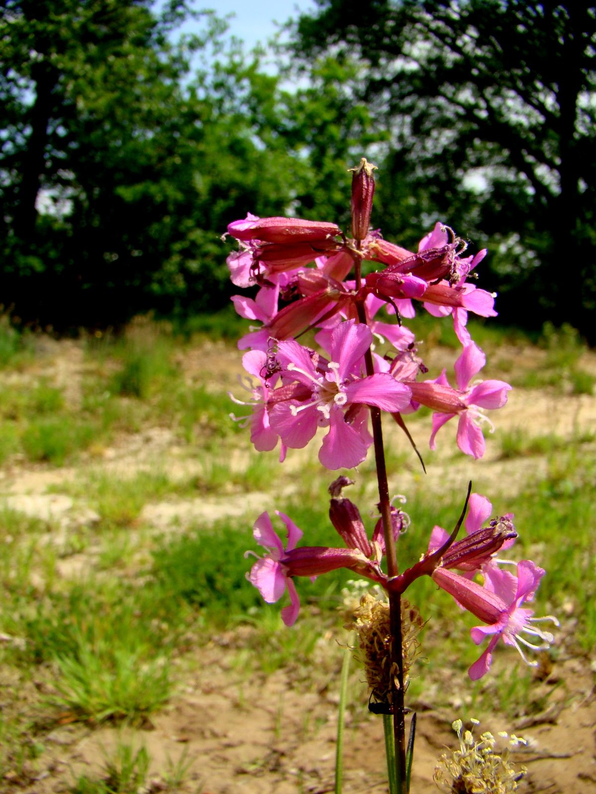 Silene viscaria (door Joop Verburg)