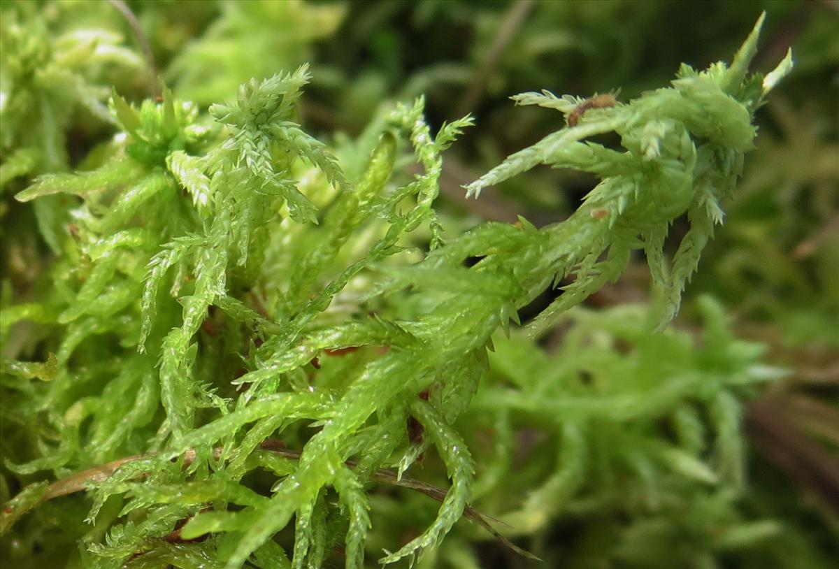 Sphagnum tenellum (door Koos van der Vaart)