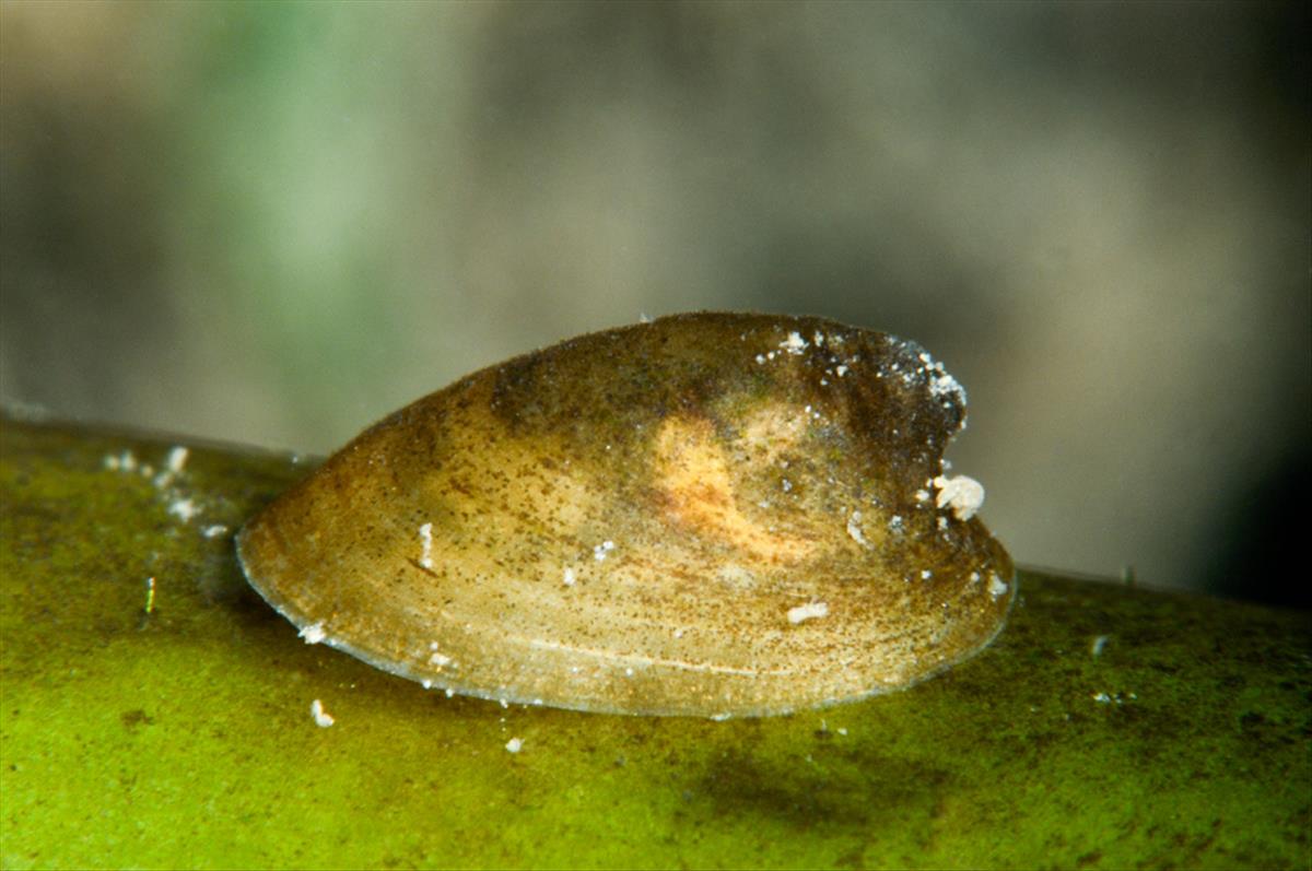 Ancylus fluviatilis (door Silvia Waajen)