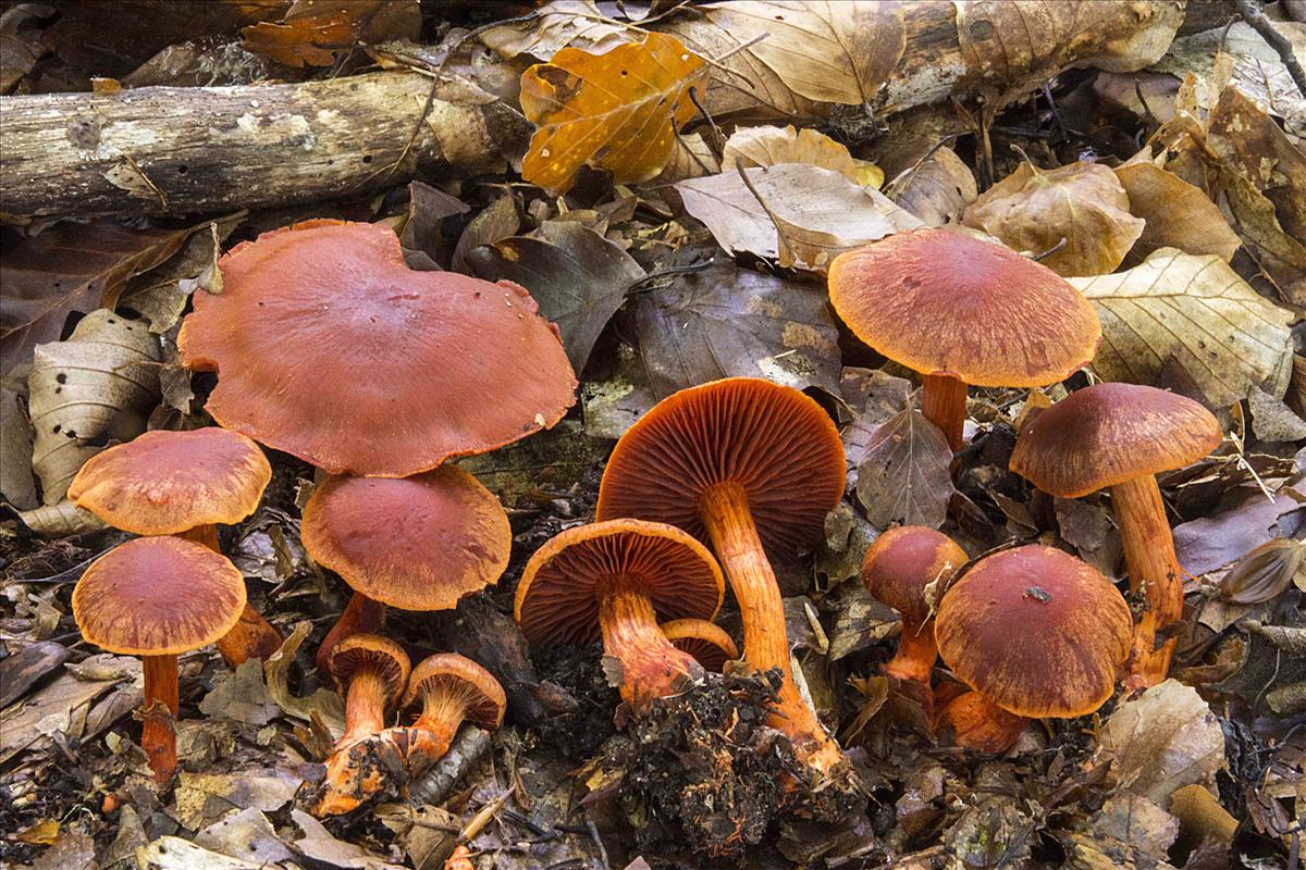 Cortinarius cinnabarinus (door Nico Dam)