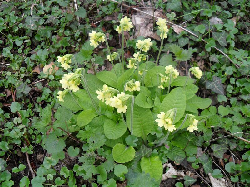 Primula elatior (door Piet Bremer )