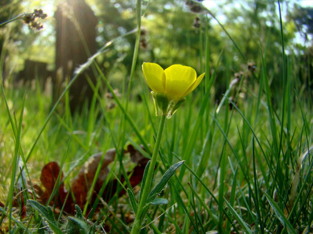 Ranunculus bulbosus (door Joop Verburg)