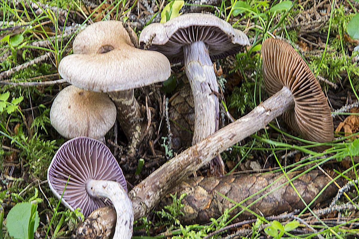 Cortinarius ionophyllus (door Nico Dam)