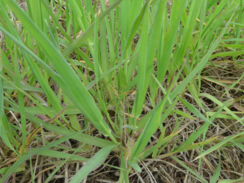 Phleum nodosum (door Peter Wetzels)