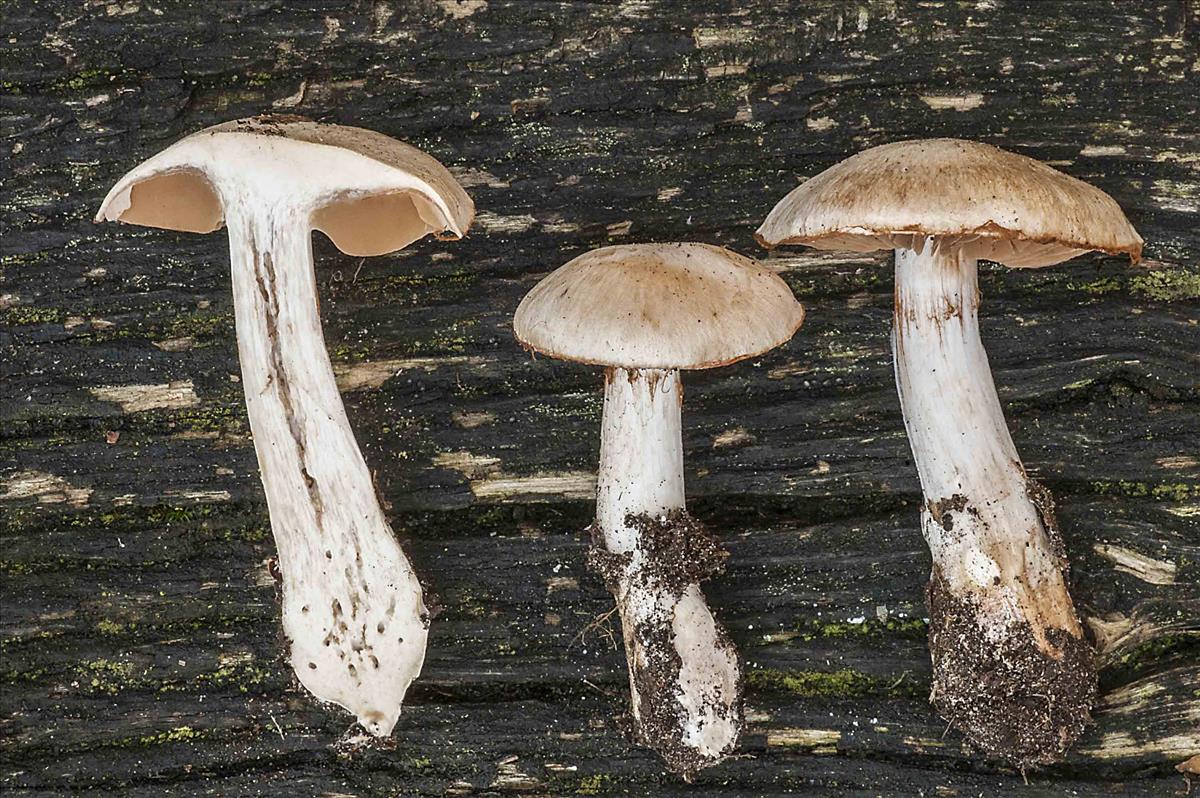 Cortinarius niveotraganus (door Nico Dam)
