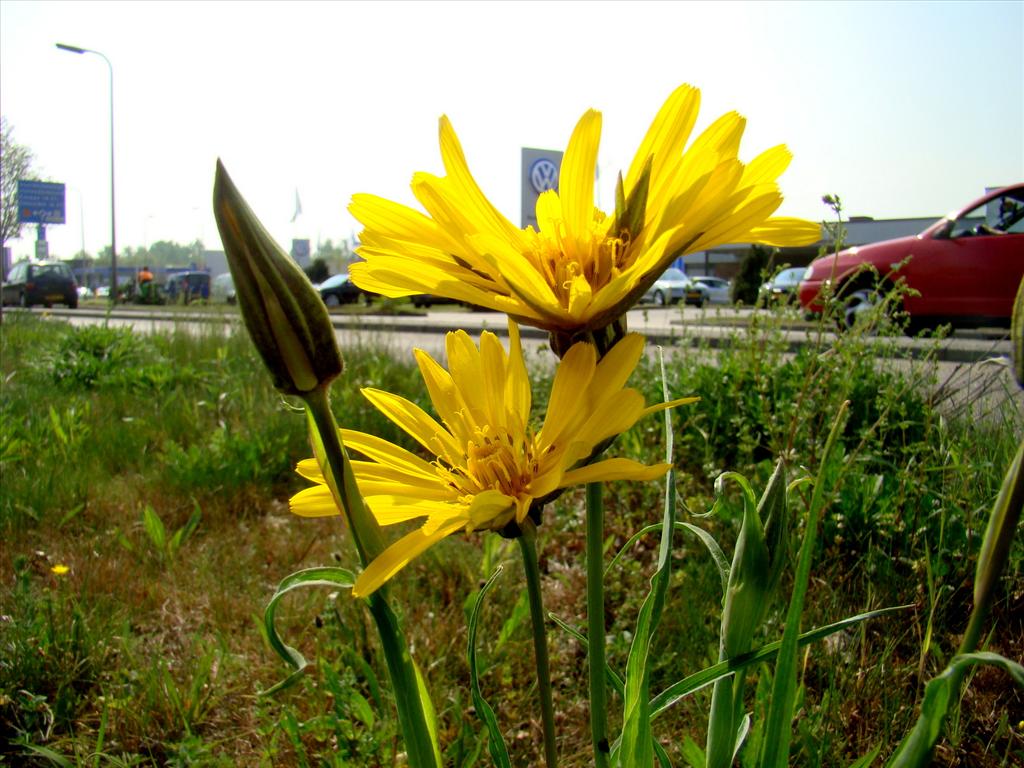 Tragopogon pratensis (door Joop Verburg)